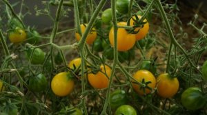 ЭТИ ТОМАТЫ БОЛЬШЕ НИКОГДА НЕ ПОСАЖУ! СОРТА, КОТОРЫЕ НЕ СМОГЛИ!