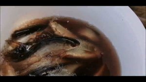 Крупная плотва на поплавок уже пошла! / Лучшая насадка на плотву!