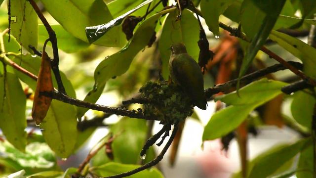 Anna's Hummingbird 1 2023 смотреть онлайн