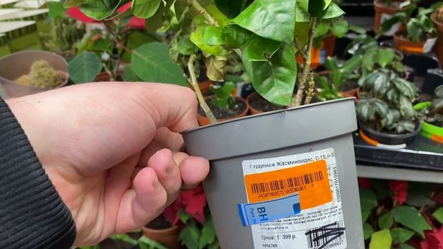 Обзор орхидей в магазине ОБИ || Чуть не пропустил свежую поставку || Купил хотелку ? смотреть онлайн