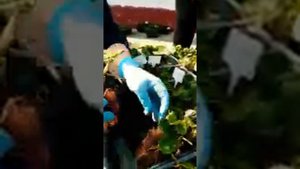 Саженцы клубники на нашем питомнике " клубничное королевство" которые мы выращиваем и реализуем.