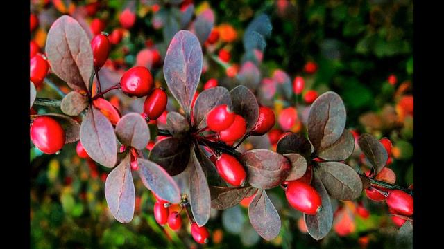 Берберин, Уровень холестерина, Работает ?