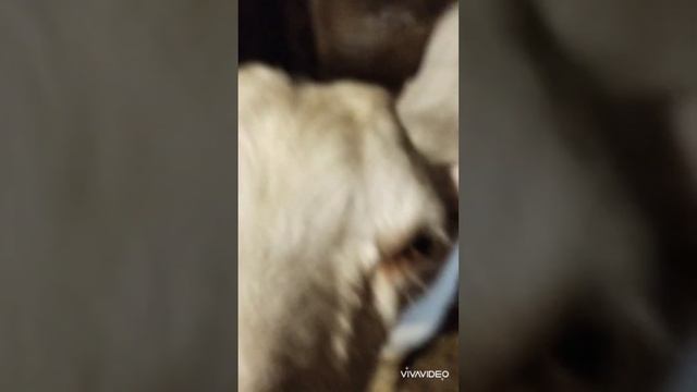 вечерняя кормешка/корова/козы/хрюшка/ смотреть онлайн