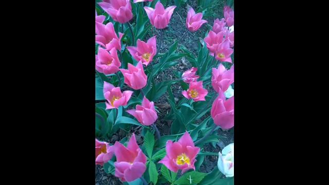 Праздник тюльпанов | Holiday tulips смотреть онлайн