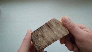 Стабилизированный зуб мамонта.