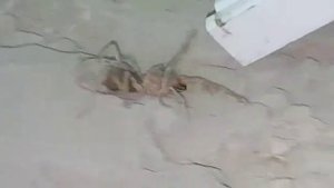 Паук ползет