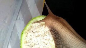 Чем кормить улиток? Ахатины зимой.