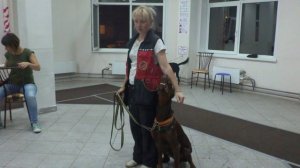 Доберман Вика. Занятие по дрессировке (ОКД): команда Рядом. Тольятти, 19 сентября 2017.