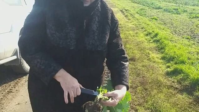 Опыт с ретардантами на рапс