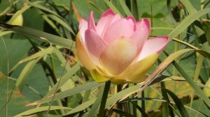 Экспедиция. Озеро БАМ (Новороссийск)