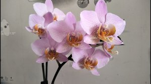 Цветение орхидеи Бомонд или Бьюмонд (Phal. Beaumont)