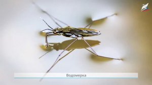 Урок 6  такие разные животные   Окружающий мир   1 класс   Р