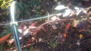 Как укрыть ежевику на зиму.Почему было принято решение укрыть двумя способами