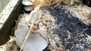 Утилизация отработанных грибных блоков вешенки.wmv