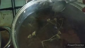 Сироп для пчел. Рецепт на лекарственных травах.