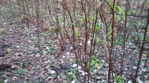 Уход за малиной осенью / Как увеличить урожайность малины