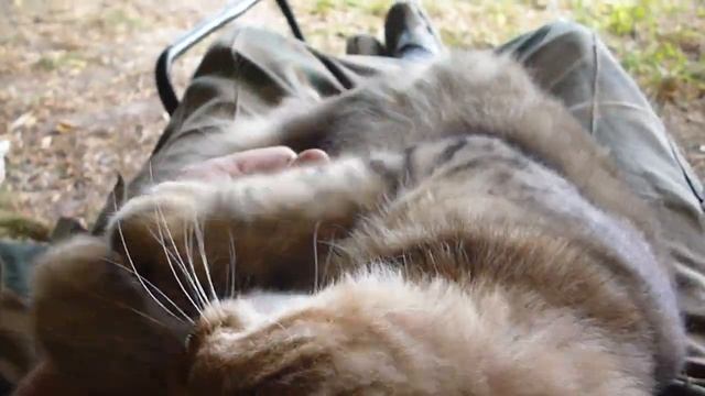 Рыбалка с котом. смотреть онлайн