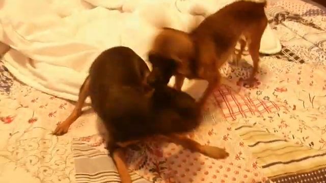 ТОЙ терьер Русский от МЭРЛИН ДОГС 8-916-117-53-38 смотреть онлайн