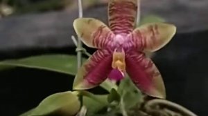 Phalaenopsis Guadalupe Pineda