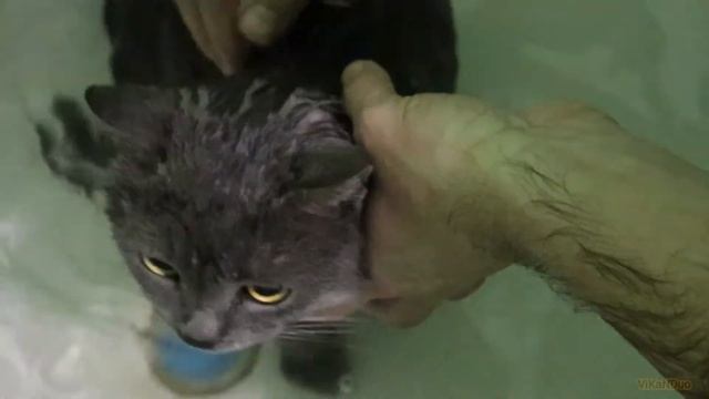 Купание нашего кота Феликса 2021 смотреть онлайн