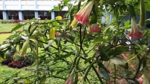 Angel's Trumpet #Scientific name Brugmansia  #The pendulous, large flower#naturelovers