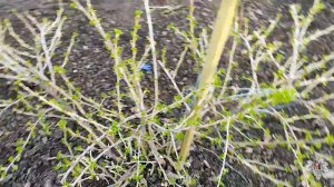 ОСНОВНЫЕ Принципы ОБРЕЗКИ Крыжовника