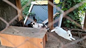 Кролик Строкач впервые стал папой!