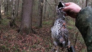 И РЫБАЛКА И ОХОТА \ ВСТРЕЧА ДВУХ КАНАЛОВ \ Часть 3 \ РЫБЫ НАЛОВИЛИ И РЯБЧИКОВ ДОБЫЛИ