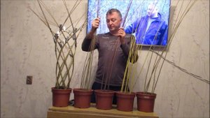 ПАВИВА Как сплести плетёное дерево из ивы. Какой прут подходит для плетения живого дерева , сорта.