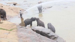 брачный период у слонов