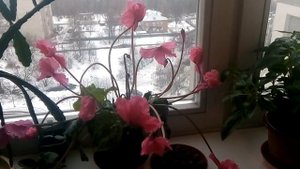 ЦИКЛАМЕН УХОД В Домашних Условиях.