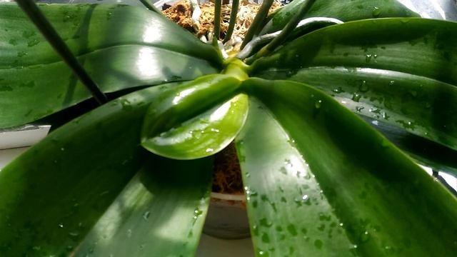 Орхидея Лиодоро в чем растет,система посадки))мои орхидеи. смотреть онлайн