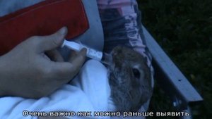 Стоматит у кроликов — лечение