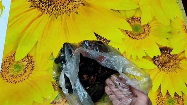 Как и из чего приготовить триходерму в домашних условиях.
