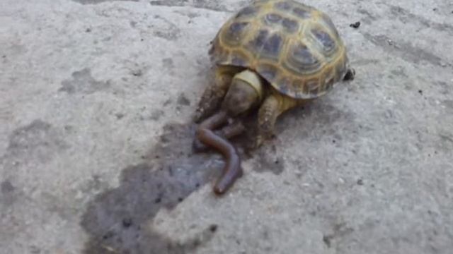 Черепаха кушает дождевого червя \ Turtle eats an earthworm смотреть онлайн
