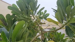 ADDRESS BEACH RESORT FUJAIRAH 5* - самый новый и атмосферный отель этого года на Фуджейре.