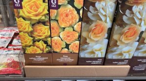 Обзор на РОЗЫ в коробках из ОБИ/мой опыт