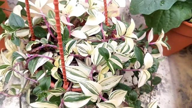 All About Tradescantia Plants : The Difference of Hardy to Fussy Types that You should Know смотреть онлайн