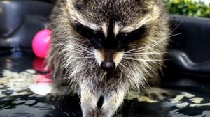 Я ЕНОТИК пАлАскун