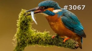 #3067. Зимородки (В мире животных)