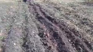 Минитрактор переломка 4Х4 своими руками (уборка картошки)