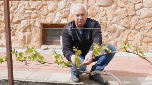 Виноград 2 часть Формирование виноградного куста