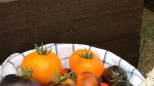 Что не любят томаты_ 6 ошибок, которые допускают огородники при выращивании помидоров