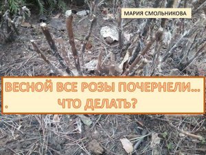 Весной все розы почернели...Что делать ?