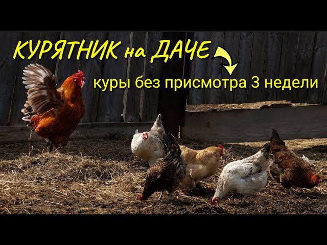 Курятник на даче. Март и апрель куры одни без присмотра (3 недели)