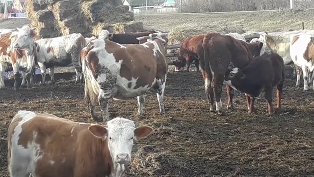 Симменталы . Как выявить охоту у коровы! КФХ МЖЕЛЬСКАЯ СВЕТЛАНА ИВАНОВНА. смотреть онлайн