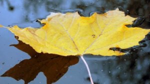 Михаил Шелег. Кленовый лист.