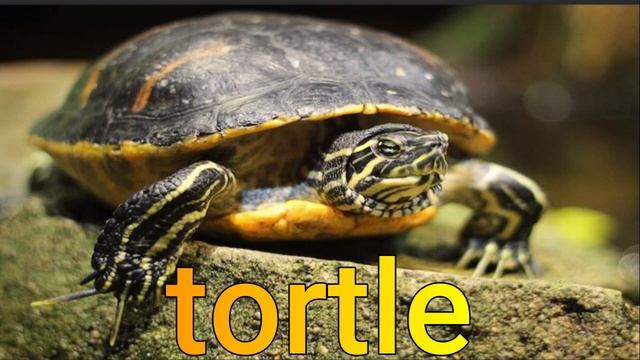 Tortle (CleanBeatSeries -CBS-) смотреть онлайн