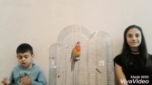 Фрукты и ягоды, которые МОЖНО давать попугаям