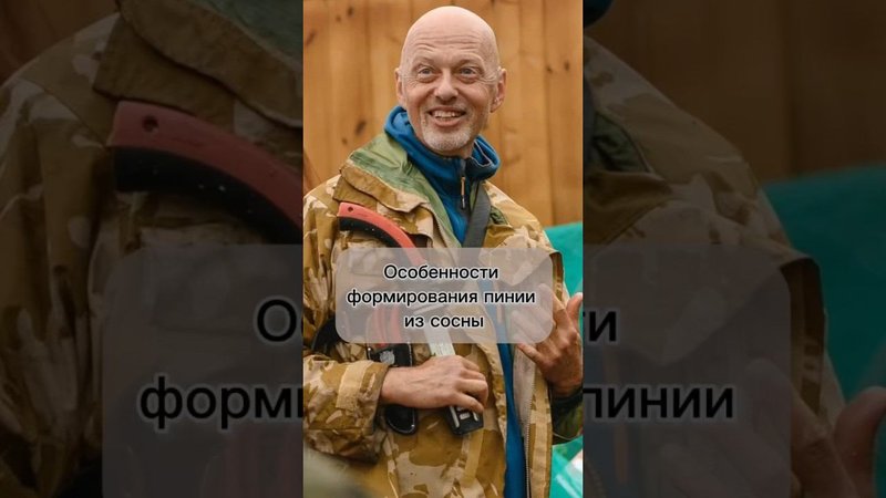 Особенности формирования пинии из сосны.